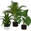 Potted Palm and Large Leaf Plants in Black Ceramic Pots with Metal Stand