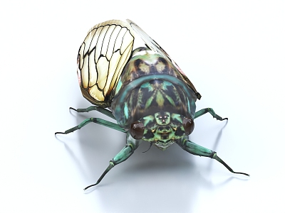 cicada spotted and penetrating-winged cicada insect 3d model