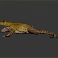 Yellow Striped Frog With Open Mouth And Webbed Feet On Dark Background