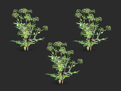 Green Plants With Slender Stems Green Leaves And Small Flower Buds On Black Background 3d model