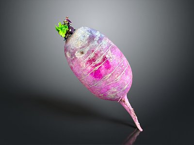 Modern radish Red radish White radish Various radish 3d model