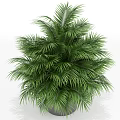 Lush Green Potted Palm Plant with Dense Foliage in Gray Container for Indoor Decor
