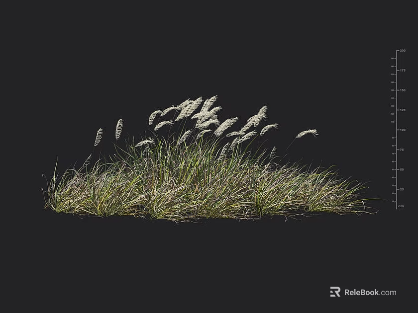 Lush Green Tall Grass With White Feathery Plumes Swaying In Natural Wind 3d model 