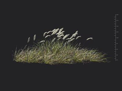 Lush Green Tall Grass With White Feathery Plumes Swaying In Natural Wind 3d model