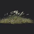 Lush Green Tall Grass With White Feathery Plumes Swaying In Natural Wind