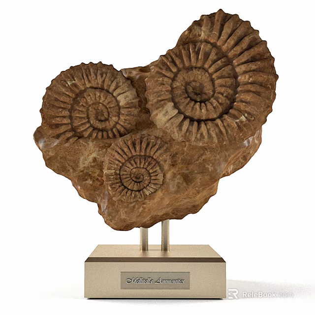Decorative Ornament Set With Spiral Fossil Texture On Metal Stand Base 3d model 