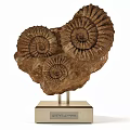 Decorative Ornament Set With Spiral Fossil Texture On Metal Stand Base