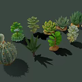 Diverse Succulent Plants Collection With Various Shapes Textures And Green Foliage