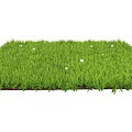 Lush Green Grass Field With Small White Flowers Blooming Brightly