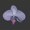 Beautiful Purple Orchid With Striped Petals And Pink White Center On Dark Background