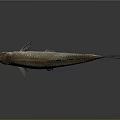Silver Scaled Fish With Dark Fins And Reflection On Gray Background