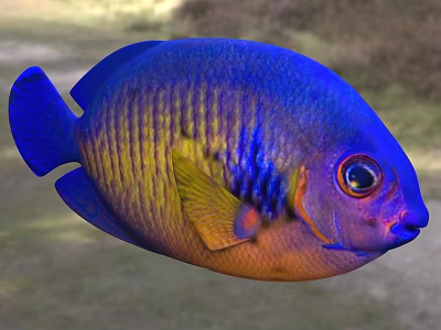 Vibrant Blue And Yellow Striped Tropical Fish With Large Eyes And Colorful Scales 3d model