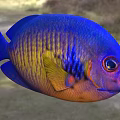Vibrant Blue And Yellow Striped Tropical Fish With Large Eyes And Colorful Scales