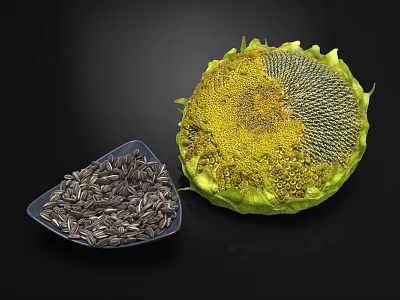 Fresh Sunflower Seeds in Blue Plate Next to Whole Sunflower Head 3d model