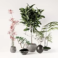 Various Potted Bonsai Plants With Different Plant Types And Material Pots On White Table