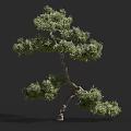 Lush Green Shrub With Curved Branches And Unique Natural Growth Form