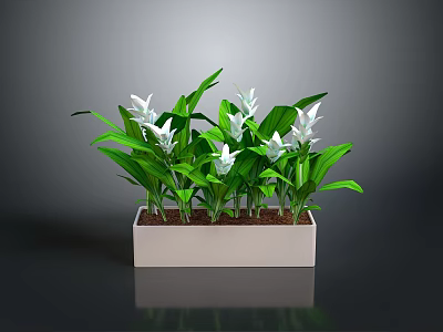Green Leafy White Flowering Plants in a White Rectangular Pot with Fresh Blooms 3d model