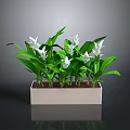 Green Leafy White Flowering Plants in a White Rectangular Pot with Fresh Blooms
