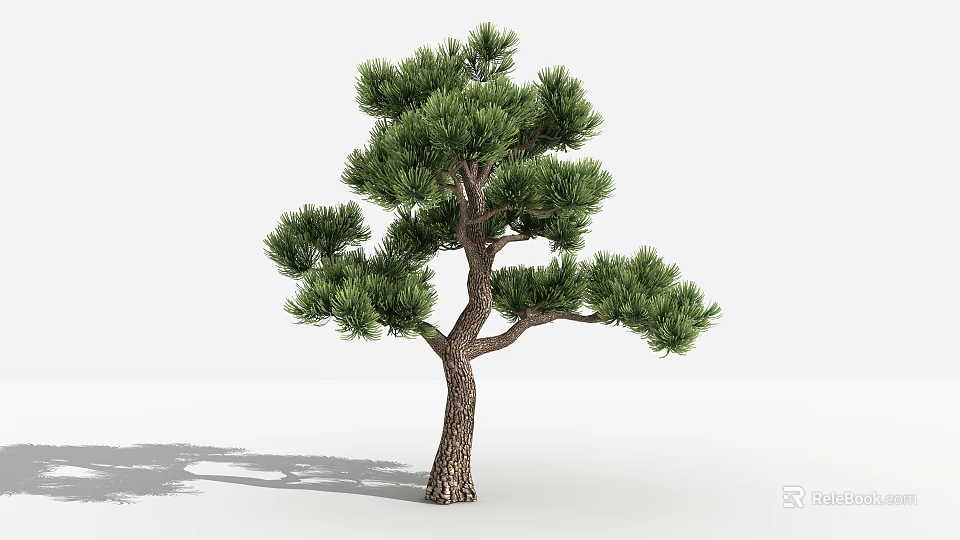 Tall Pine Tree with Lush Green Needles and Brown Trunk in Simple Background 3d model 