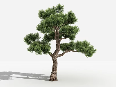 Tall Pine Tree with Lush Green Needles and Brown Trunk in Simple Background 3d model