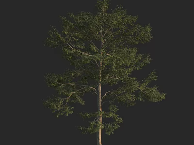 Tall Tree With Lush Green Leaves And Straight Trunk In Natural Landscape 3d model