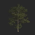 Tall Tree With Lush Green Leaves And Straight Trunk In Natural Landscape