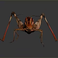 Grasshopper Featuring Brown And Red Body Long Legs On Dark Background With Surface Reflection 3d model