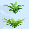 Green Ferns With Lush Feathery Leaves Against Light Blue Background