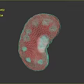 Red Anatomical Ear With Detailed Internal Structure On Gray Background