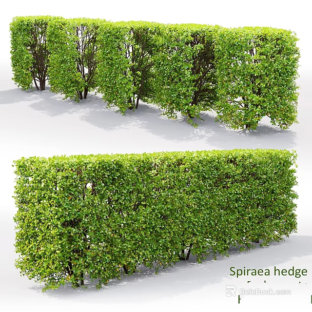 Lush Spiraea Hedge As Garden Feature With Dense Green Foliage And Neatly Trimmed Shape 3d model 