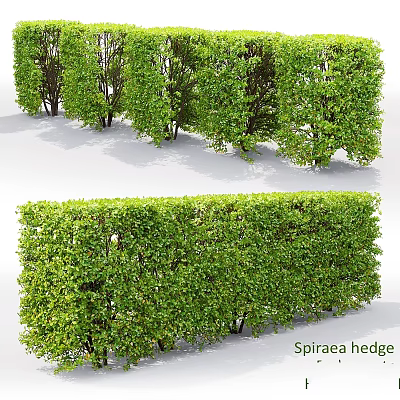 Lush Spiraea Hedge As Garden Feature With Dense Green Foliage And Neatly Trimmed Shape 3d model
