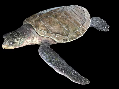 Reptile Sea Turtle With Textured Shell And Flippers Swimming Gracefully 3d model