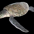 Reptile Sea Turtle With Textured Shell And Flippers Swimming Gracefully