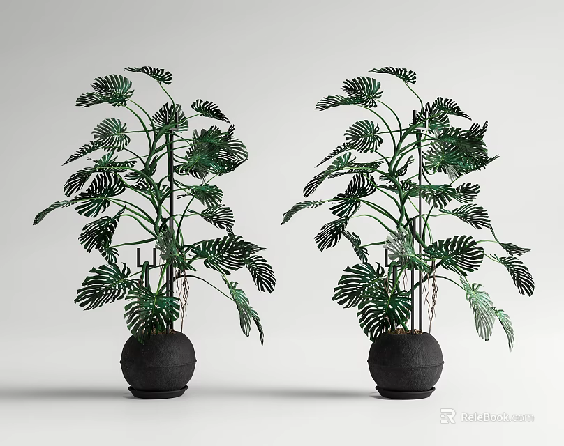 Monstera Indoor Potted Plants with Lush Foliage in Black Pots on Minimalist White Background 3d model 