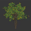 Healthy Fruit Tree With Yellow Fruits And Green Leaves On Brown Trunk