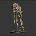Complete Animal Skeleton Anatomical Model Displaying Skull Spine Limb Bones on Green Base