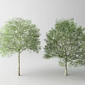 Two Green Trees With White Trunks And Lush Foliage On Light Background 3d model