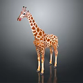 Realistic Giraffe Standing With Long Neck And Spotted Brown White Fur Pattern 3d model