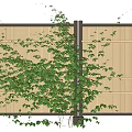 Outdoor Natural Bamboo Fence Covered With Lush Green Climbing Vines And Plants