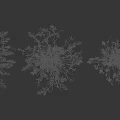 Various Dried Flower Stems And Branches For Natural Decorative Design