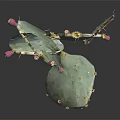 Green Cactus Plant With Pink Fruits And Yellow Spines On Dark Background