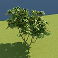 Lush Green Arbor With Dense Foliage Small Fruits Green Grassland And Blue Sky Background
