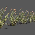 Ornamental Grasses With Green Stems And Pink Plumes For Garden Landscaping