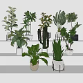 Various Potted Plants Display on Modern Shelves with Different Style Pots in Minimalist Indoor Setting