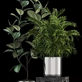 Stylish Bonsai Potted Plants With Lush Green Foliage Silver Metallic Pots And Decorative Display Stands