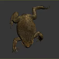 Brown Toad With Rough Bumpy Skin On Dark Reflective Surface