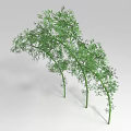 Green Bamboo Plants With Curved Stems And Lush Green Leaves