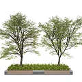 Two Arbor Trees In Rectangular Planting Bed With Lush Green Foliage