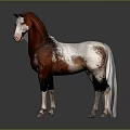 Brown and white horse standing against dark background with visible reflection