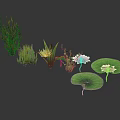 Aquatic Plants With Lotus Flowers Lily Pads And Reflections On Dark Water Surface